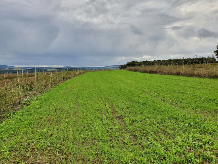 Agroforestry
