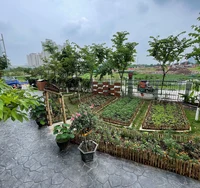 Garden growing croped