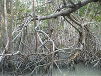 Aerial roots of the mangrove species Rhizophora mangle in Mexico