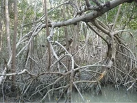 Aerial roots of the mangrove species Rhizophora mangle in Mexico