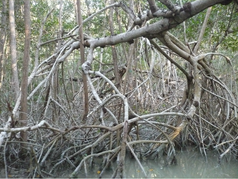 Aerial roots of the mangrove species Rhizophora mangle in Mexico