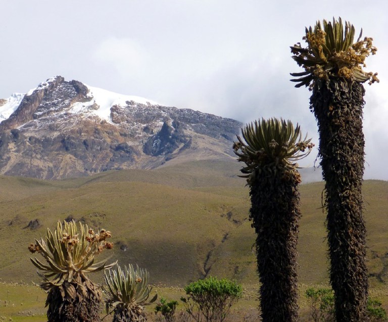 Big Monks (Asteraceae) in the Paramo above the tree line in the Andes of Colombia