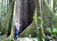 Giant buttress root of a rainforest emergent in Ecuador