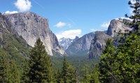 Coniferous forest in Yosemite National Park, USA