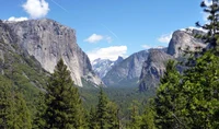 Coniferous forest in Yosemite National Park, USA