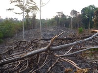 Tropical lowland rainforest being cleared for oil palm establishment in Sumatra, Indonesia