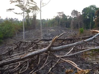Tropical lowland rainforest being cleared for oil palm establishment in Sumatra, Indonesia