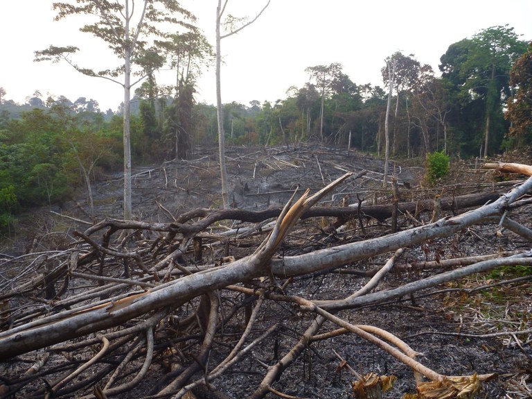 Tropical lowland rainforest being cleared for oil palm establishment in Sumatra, Indonesia