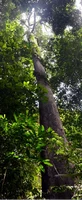 A large emergent tree (Shorea spp.) in the lowland rainforests of Sumatra, Indonesia