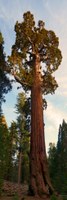 Sequoiadendron giganteum, the largest trees (by volume) in the world, Sequoia National Park, USA