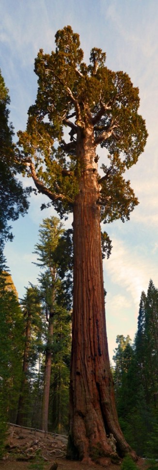 Sequoiadendron giganteum, the largest trees (by volume) in the world, Sequoia National Park, USA
