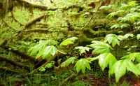 Temperate rain forests in Olympic National Park, USA