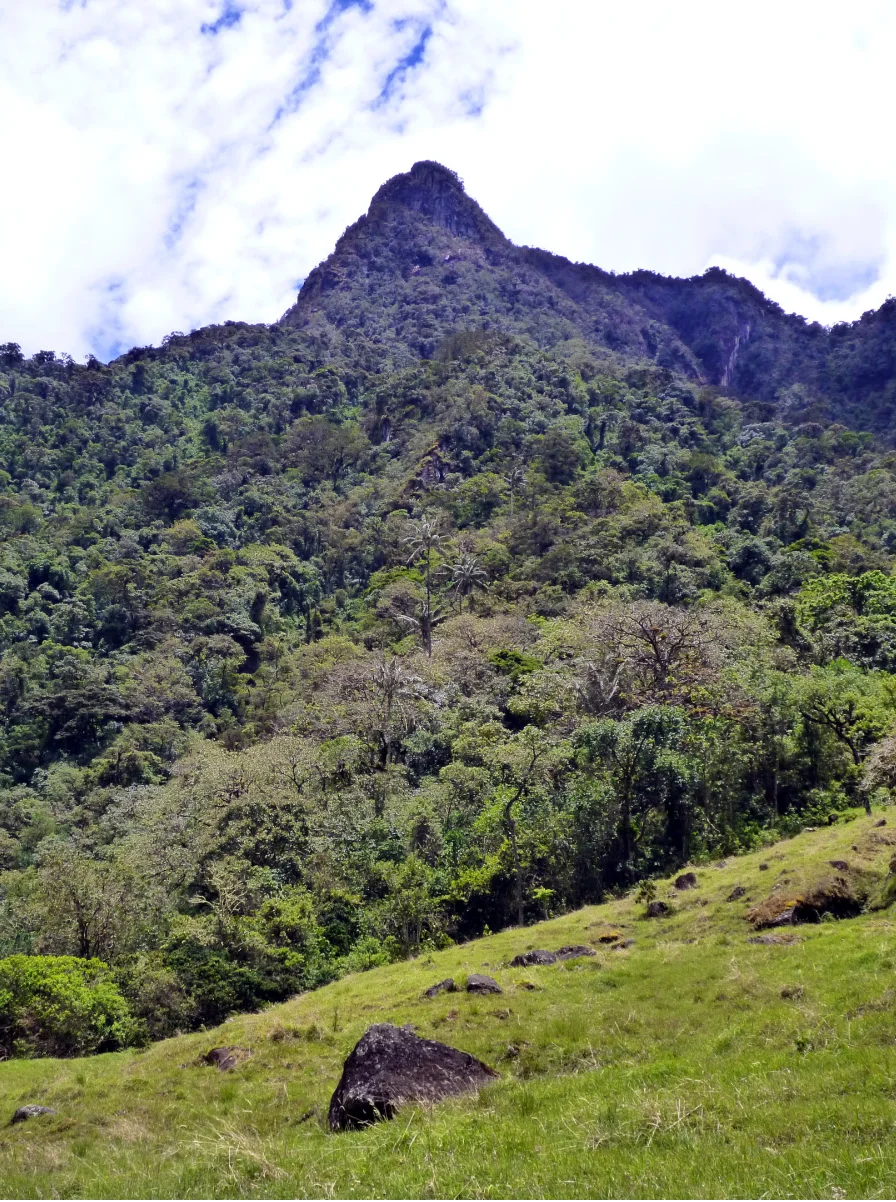 Tropical montane forest in Los Nevados National Park in Colombia