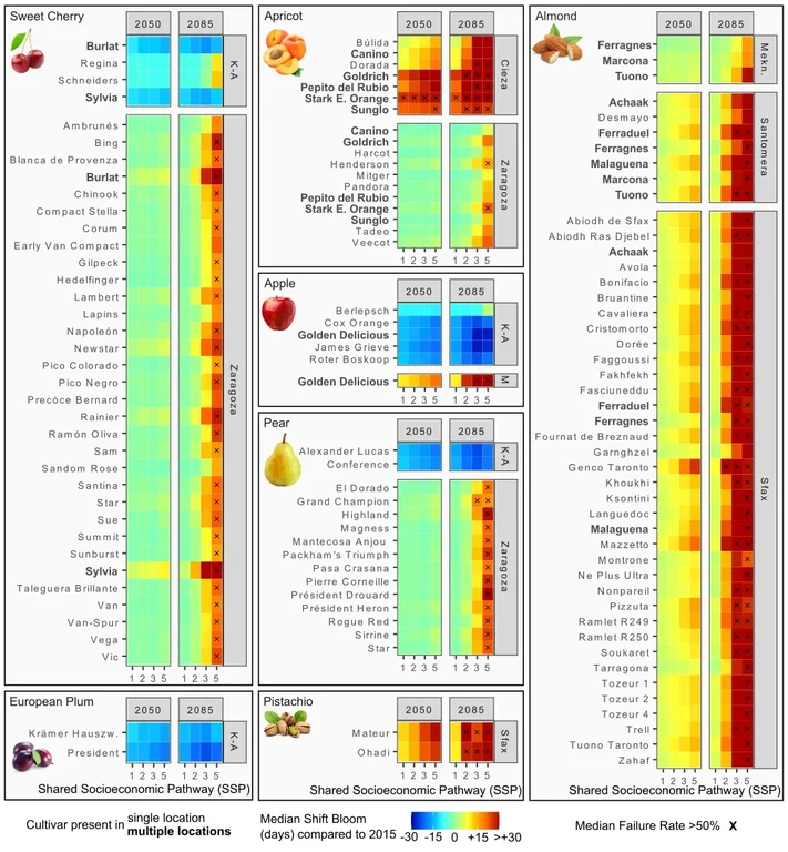 Cultivar-specific shifts in bloom