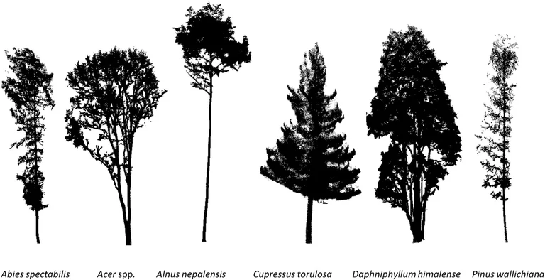 Tree silhouette