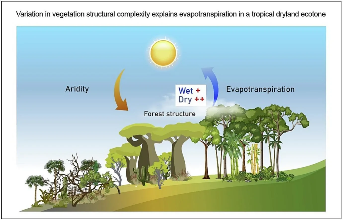 tropical dryland